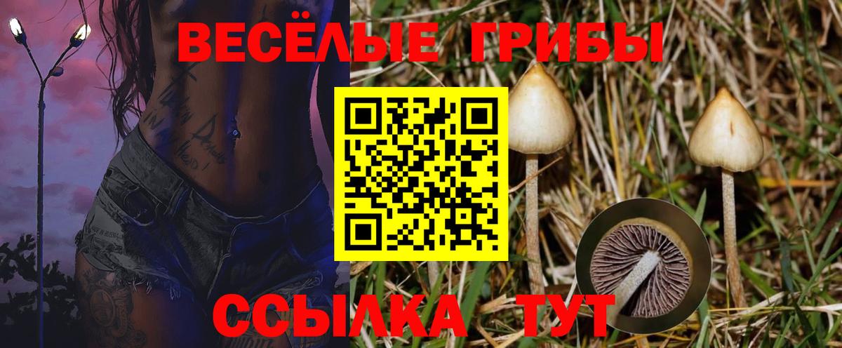 Галлюциногенные грибы Psilocybine cubensis Улан-Удэ